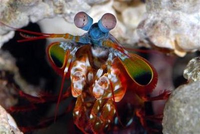 mantis-SHRIMP